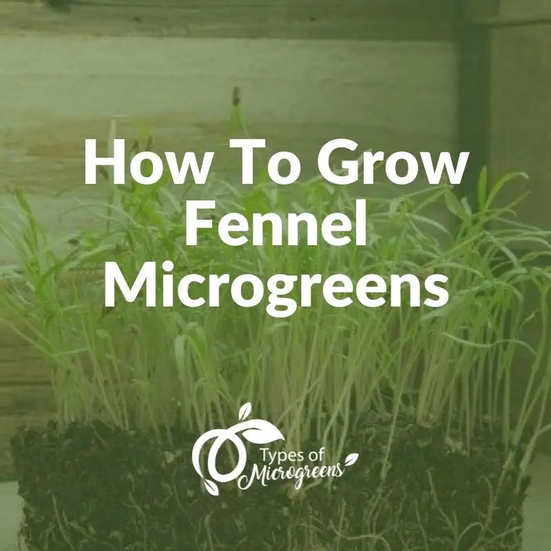 How To Grow Fennel Microgreens Types Of Microgreens
