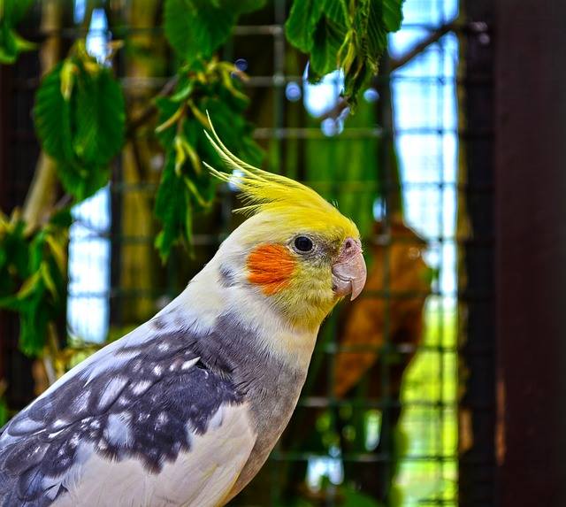 🐦Cockatiel Facts All Basic Information of Cockatiel Bird