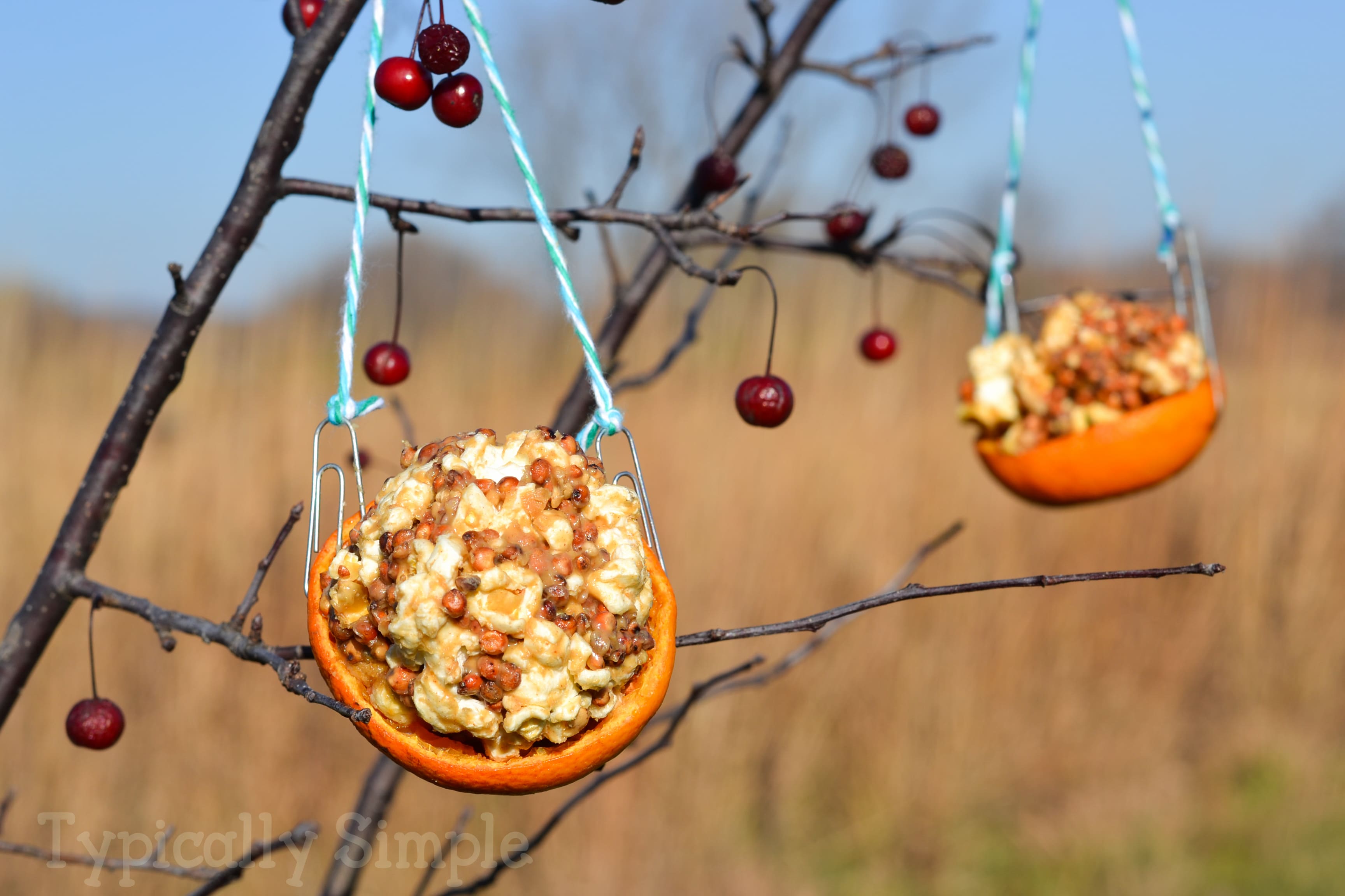 Orange Peel Bird Feeder Typically Simple