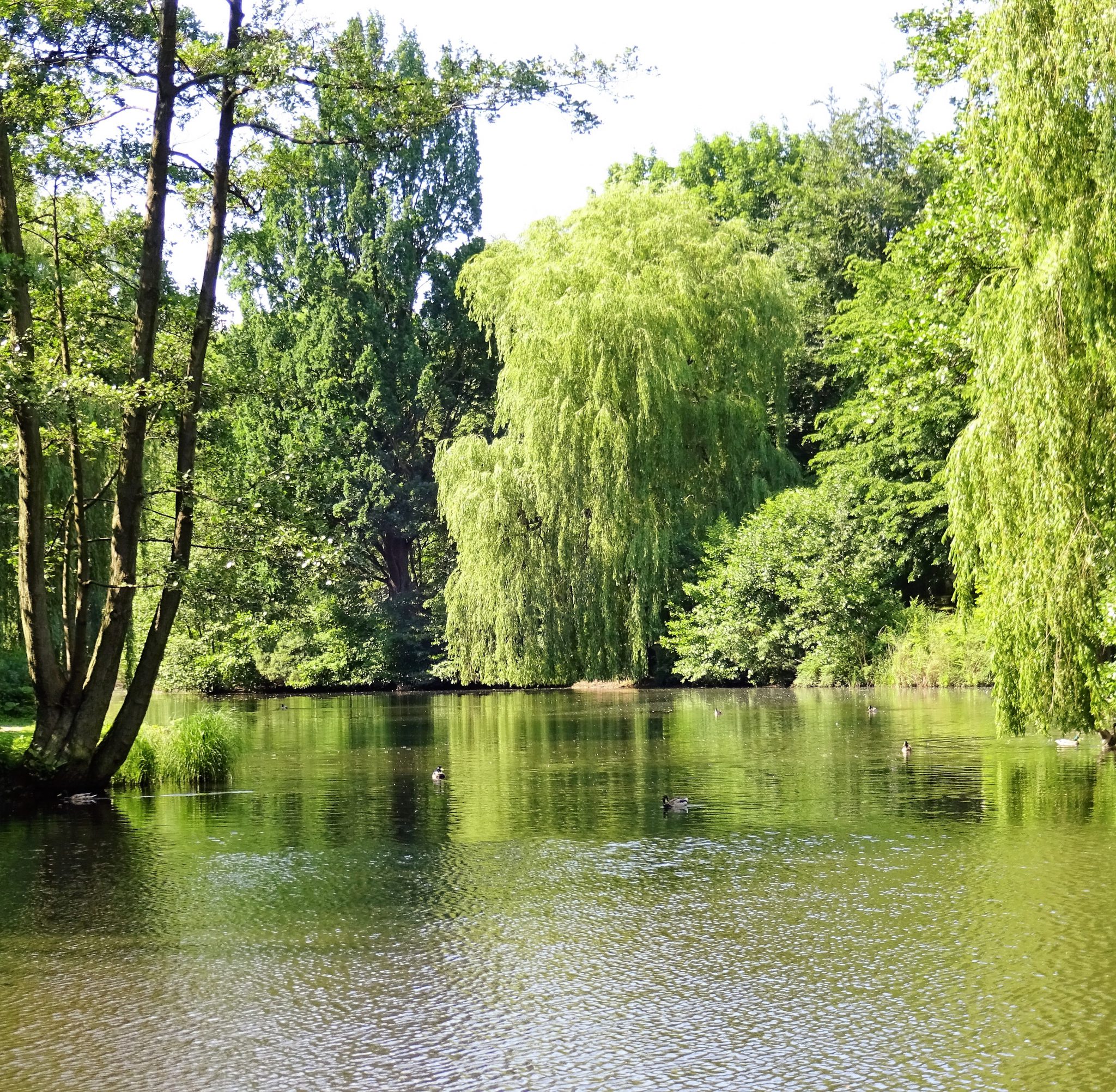 Sommer, Sonne, viel Grün und Wasser Der Weiher in Eimsbüttel Typisch
