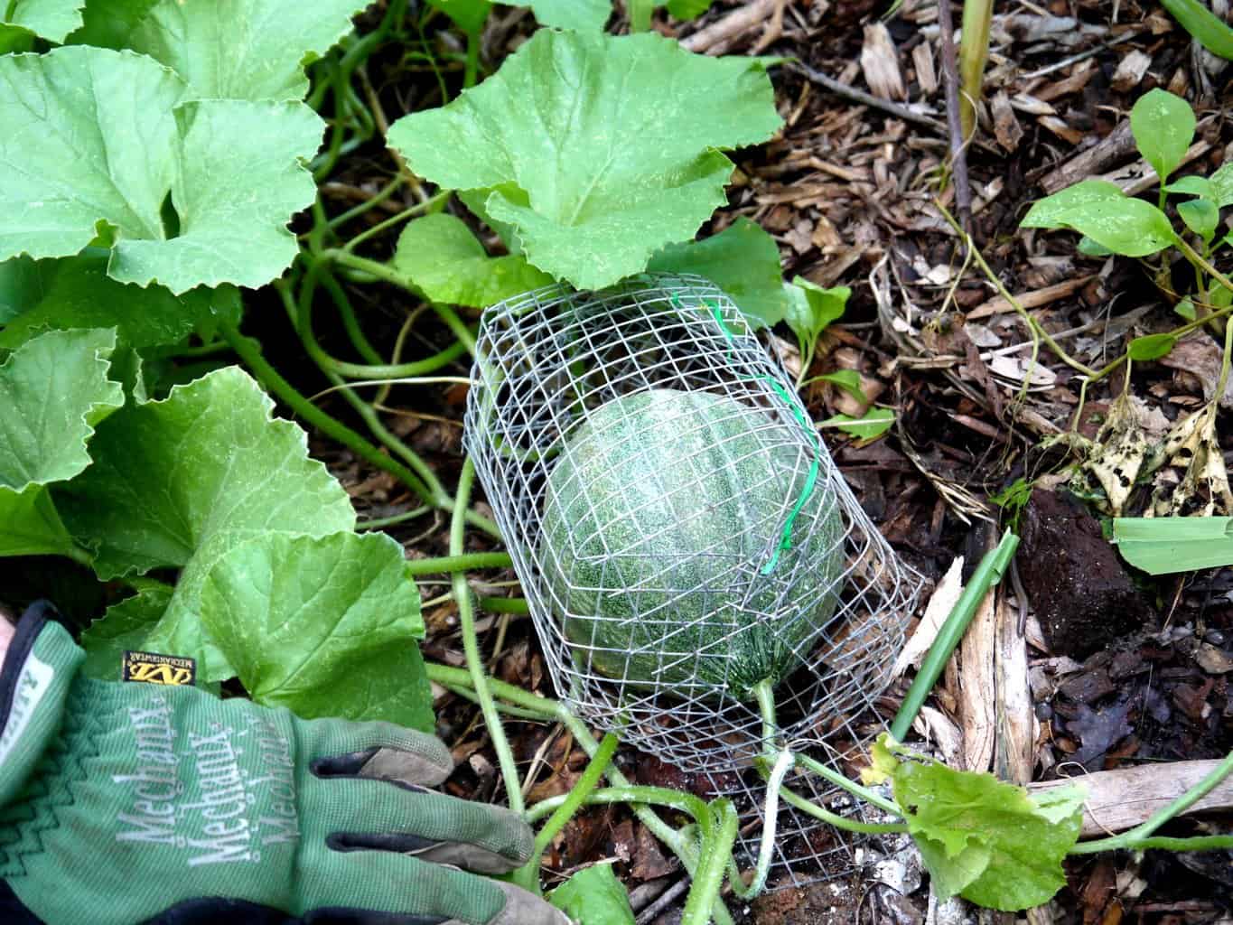 DIY How to keep rodents off your melons, fruits, and veggies