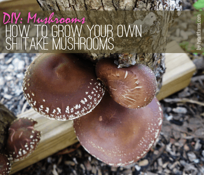 An easy stepbystep DIY guide on how to grow shiitake mushrooms.