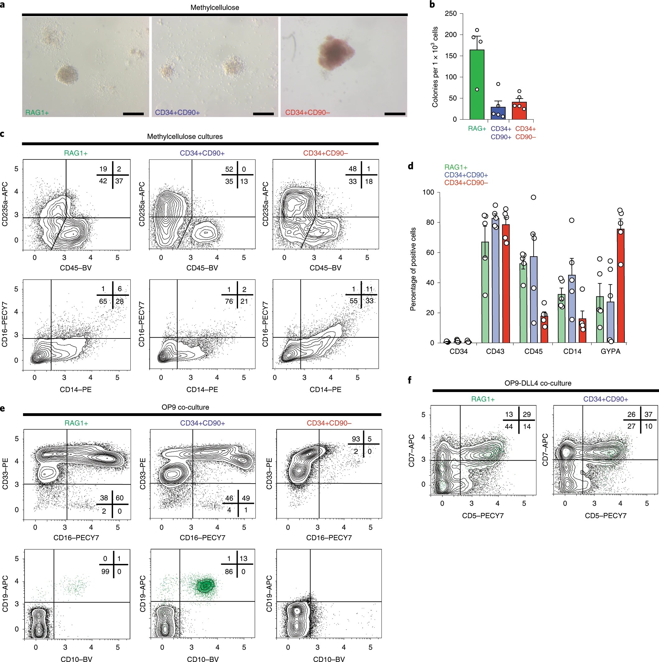 Multipotent RAG1+ progenitors emerge directly from haemogenic