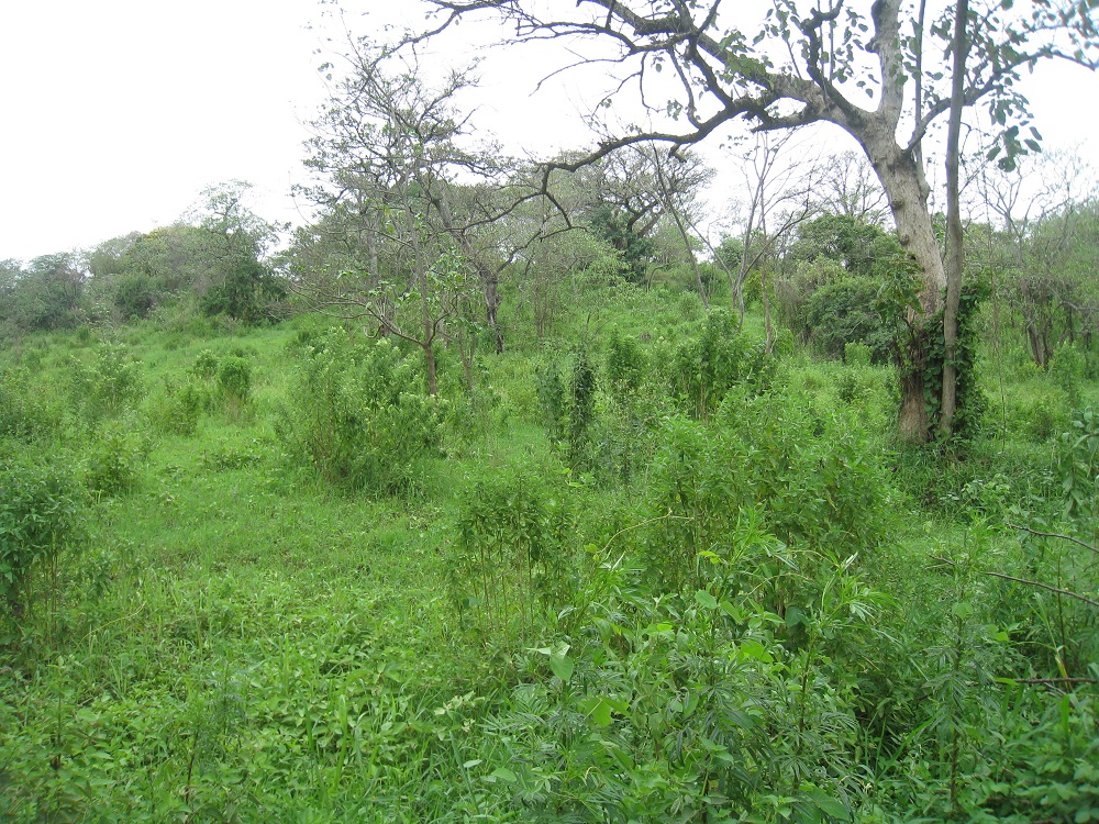 Plot of Land for Sale in Usa River, Arusha Tzagents