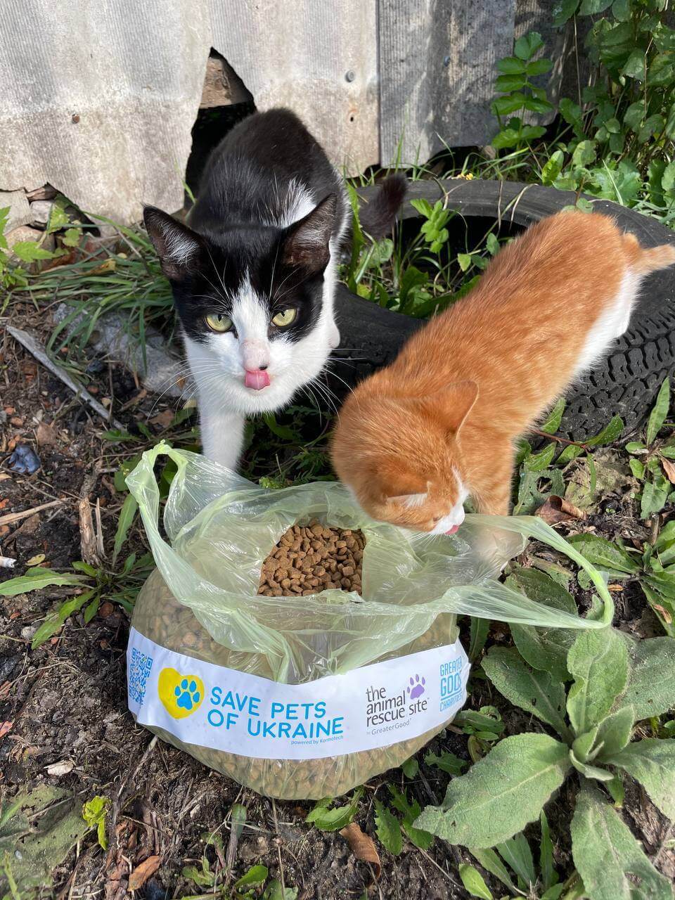 The Importance of Helping Pets in Ukraine Support Pets in Ukraine