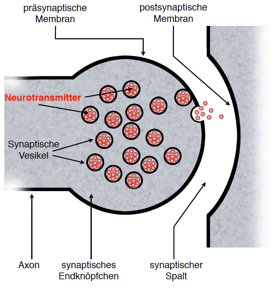 Neurobiologie Helmich 1.1.1.1 Bau einer Nervenzelle