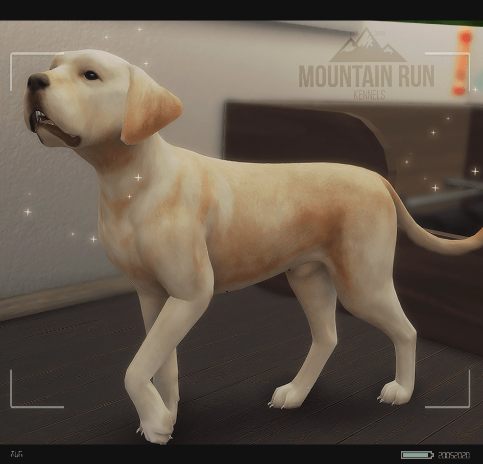 MTN's Whelping Box // Current [0] Planned [1] Sims International