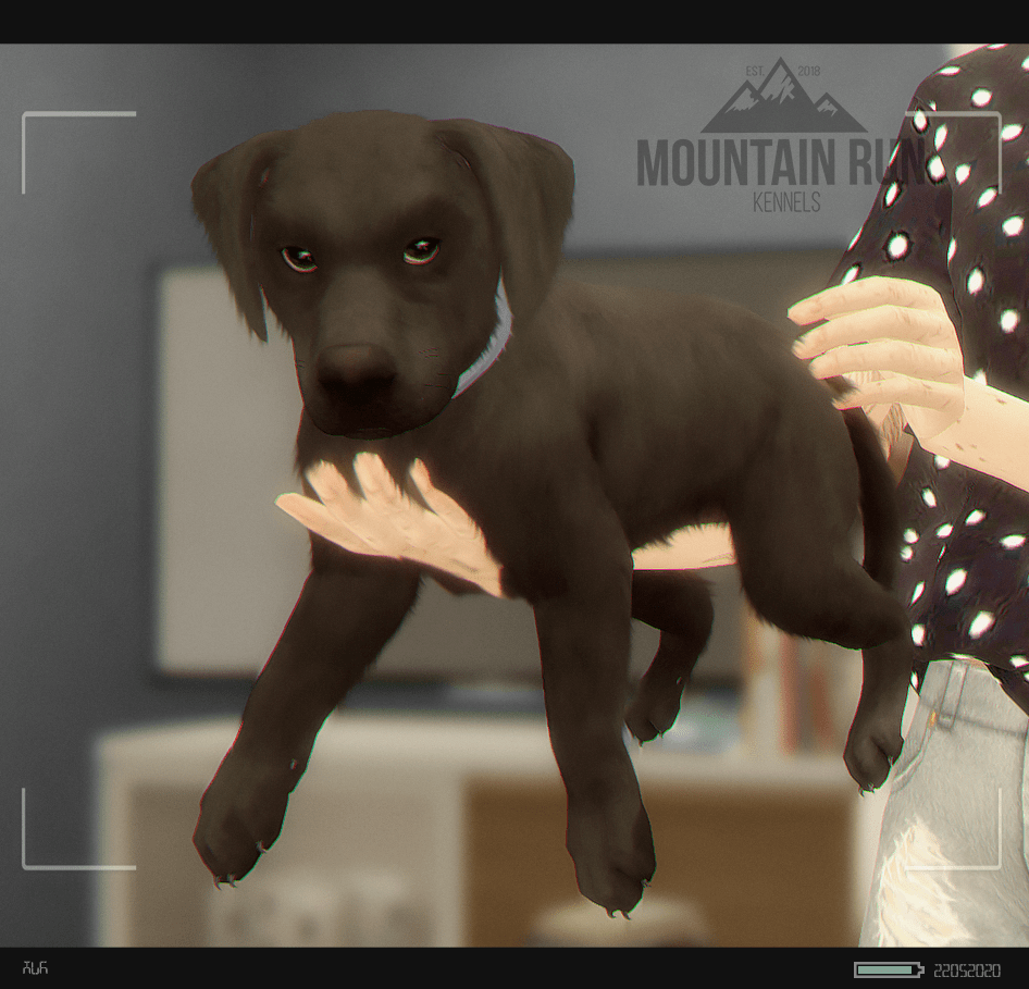 MTN's Whelping Box // Current [0] Planned [1] Sims International