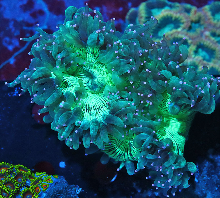 Aussie Strawberry Tip Cone Elegance 2.5" Live Coral FULL