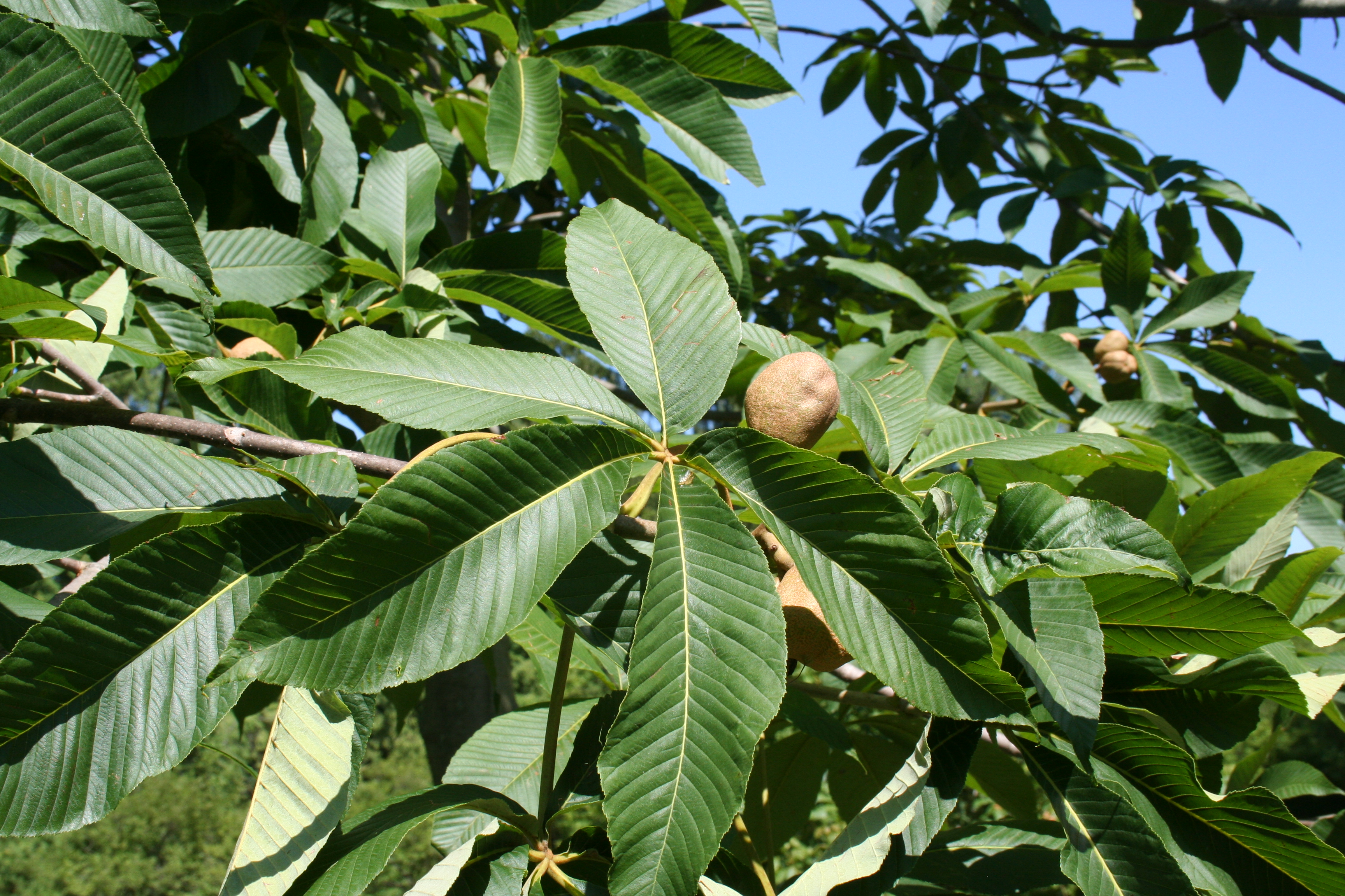 Tree With Smooth Grey Bark Crossword Food Ideas