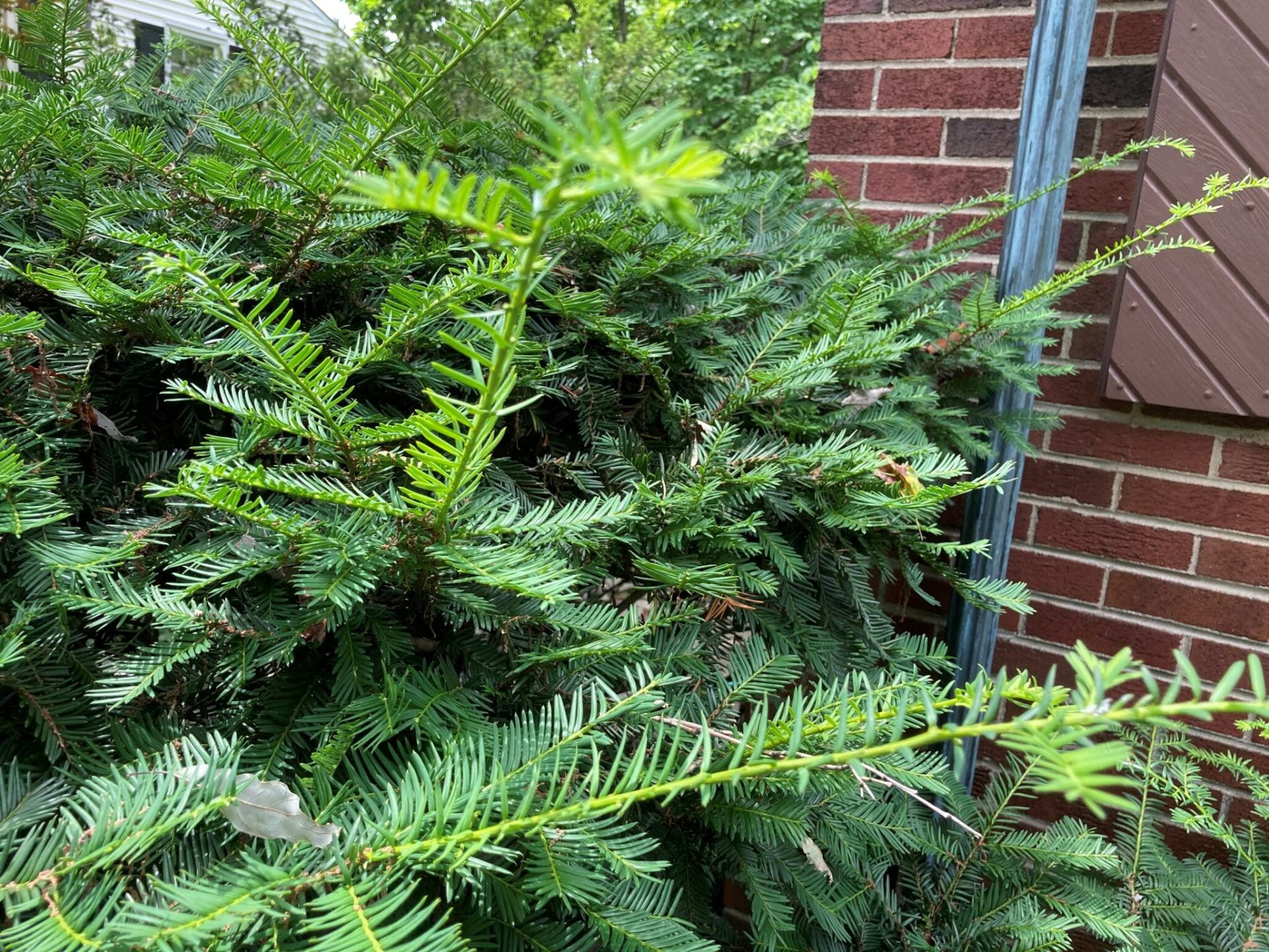 Is Yew Poisonous To Cattle at Ashley Fajardo blog