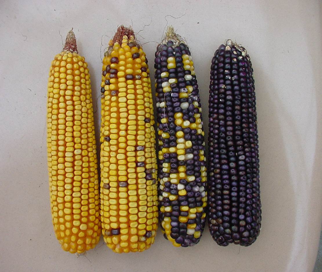 Mixed Kernel Colors Troubleshooting Abnormal Corn Ears