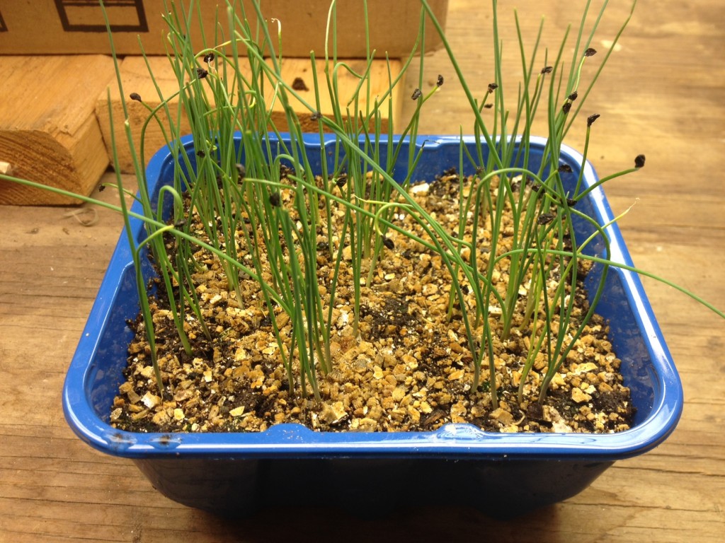 How to grow leeks. Talking Hocking