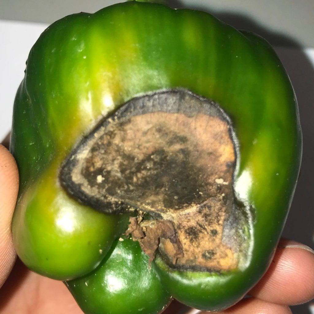 Blossom End Rot in Peppers Ohio Veggie Disease News