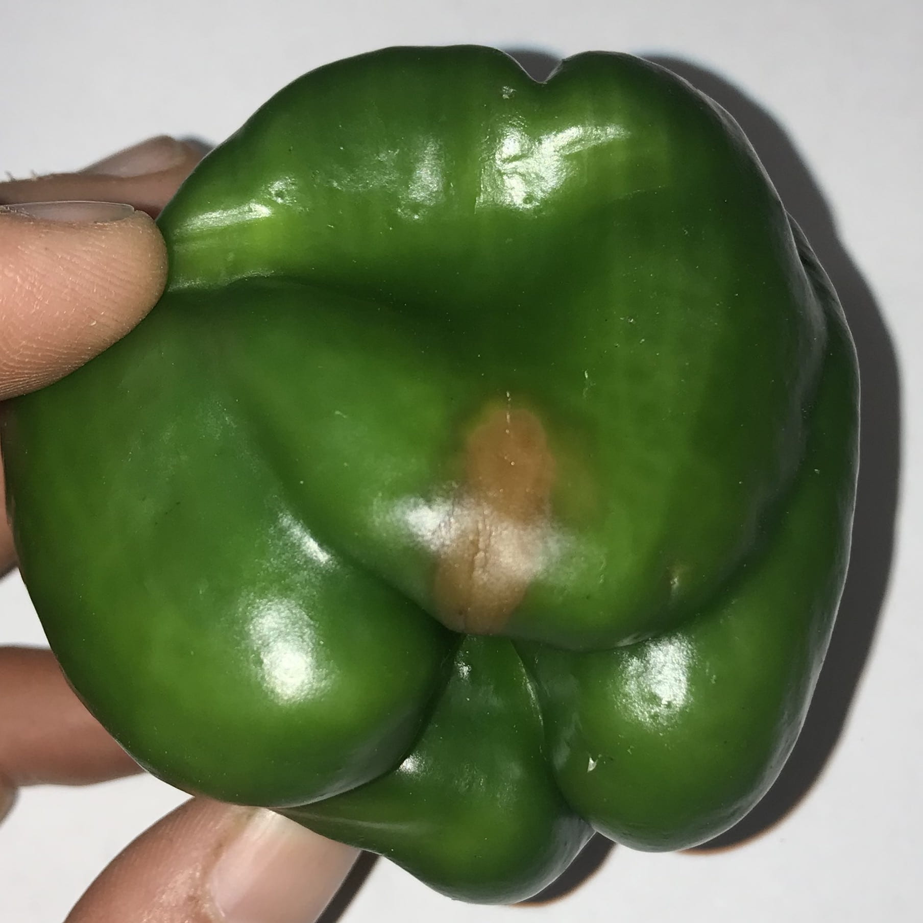 Blossom End Rot in Peppers Ohio Veggie Disease News
