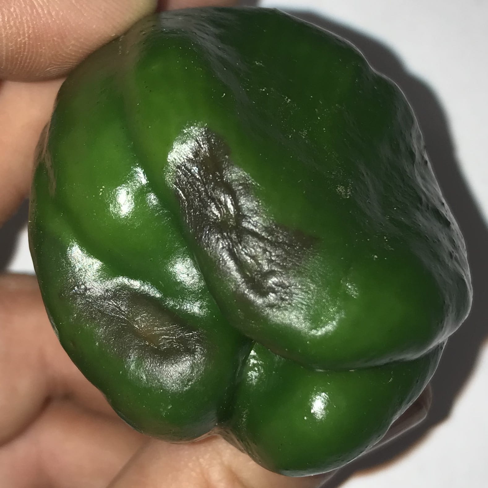 Blossom End Rot in Peppers Ohio Veggie Disease News