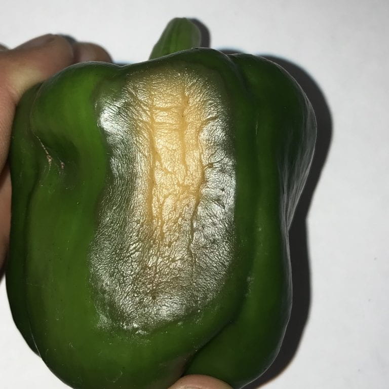 Blossom End Rot in Peppers Ohio Veggie Disease News