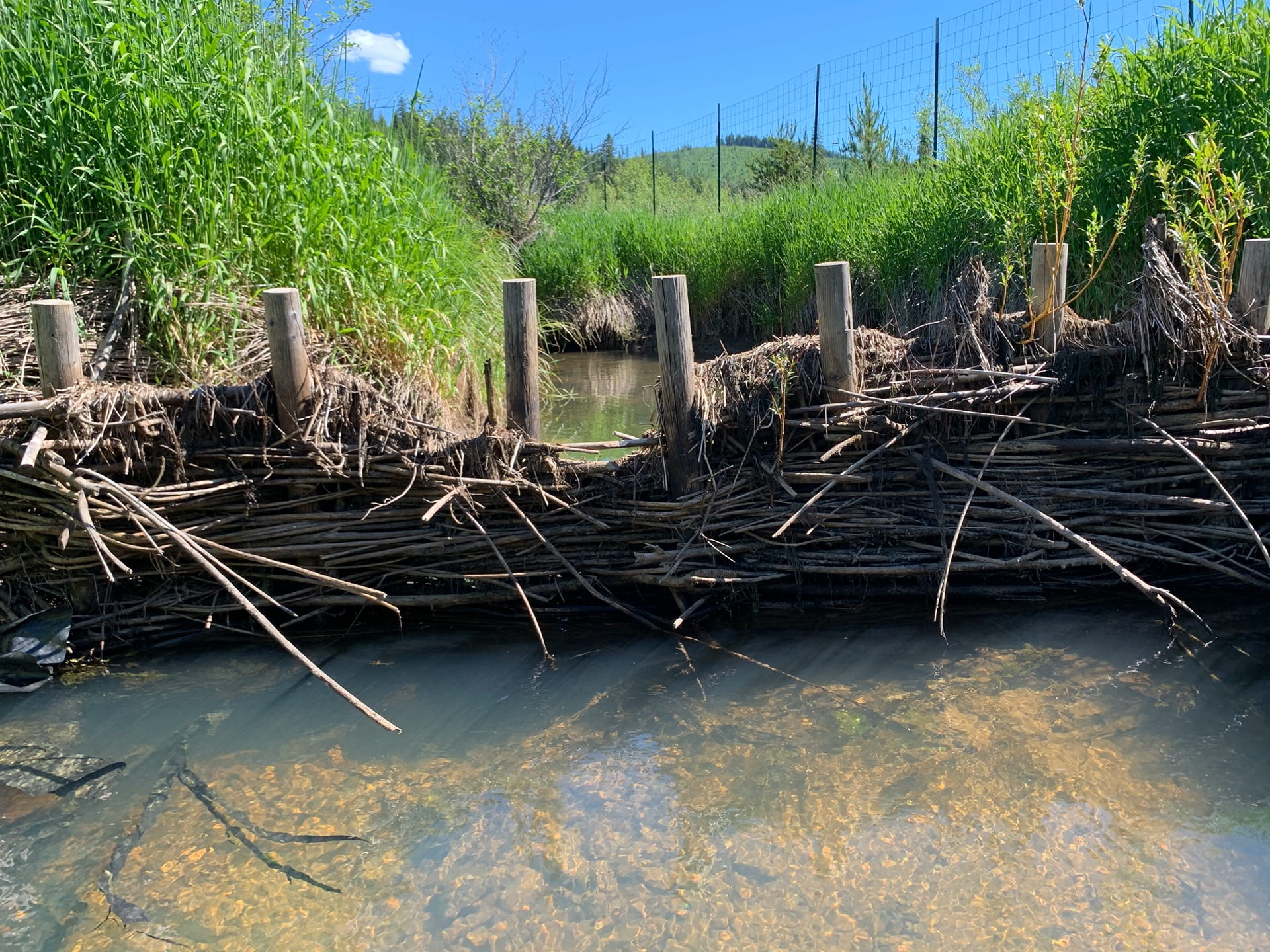 Stream & River Ecology Lab School of Environment and Natural Resources