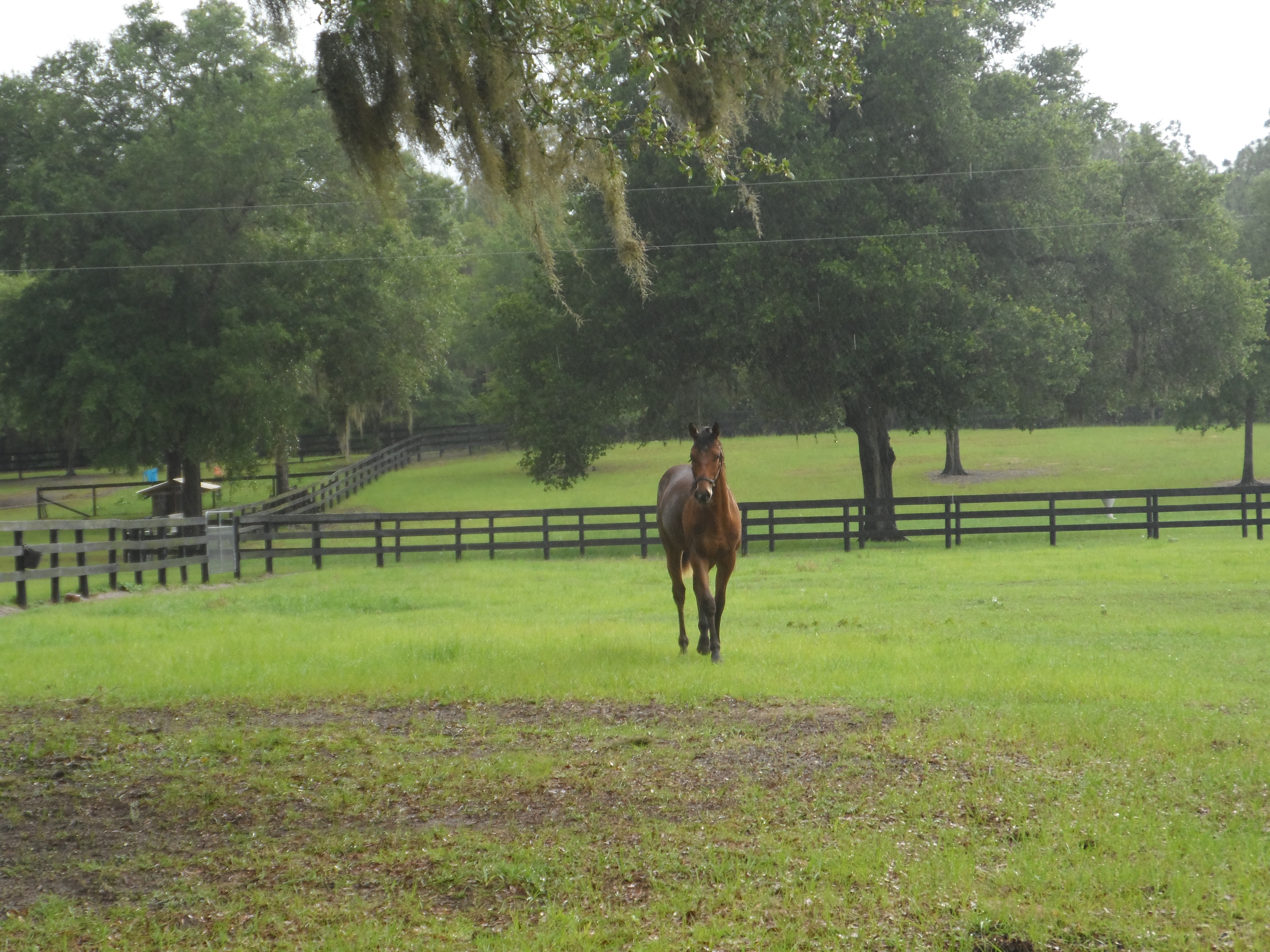 Ocala Farms For Sale farms in ocala for sale