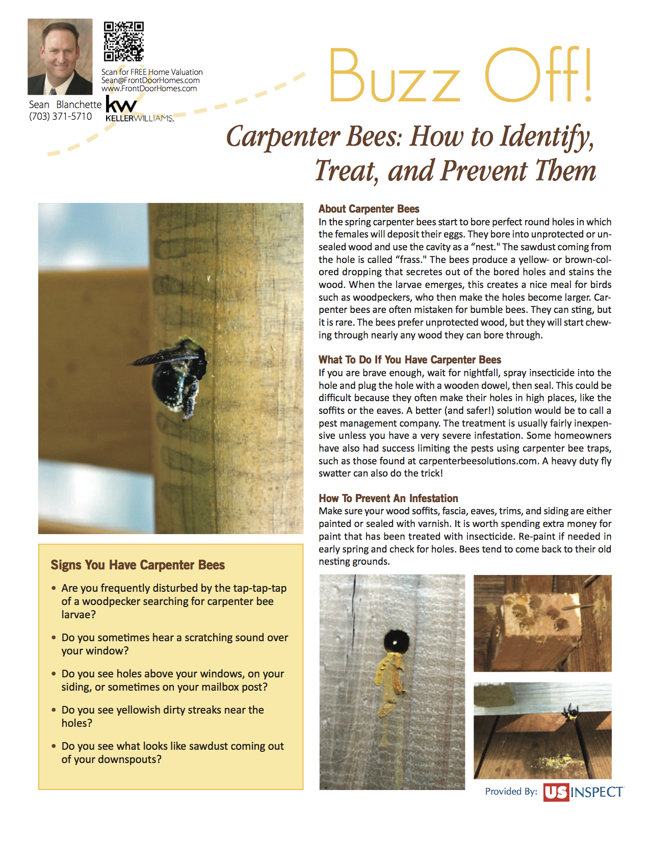 Carpenter Bees How to Identify, Treat, and Prevent Them
