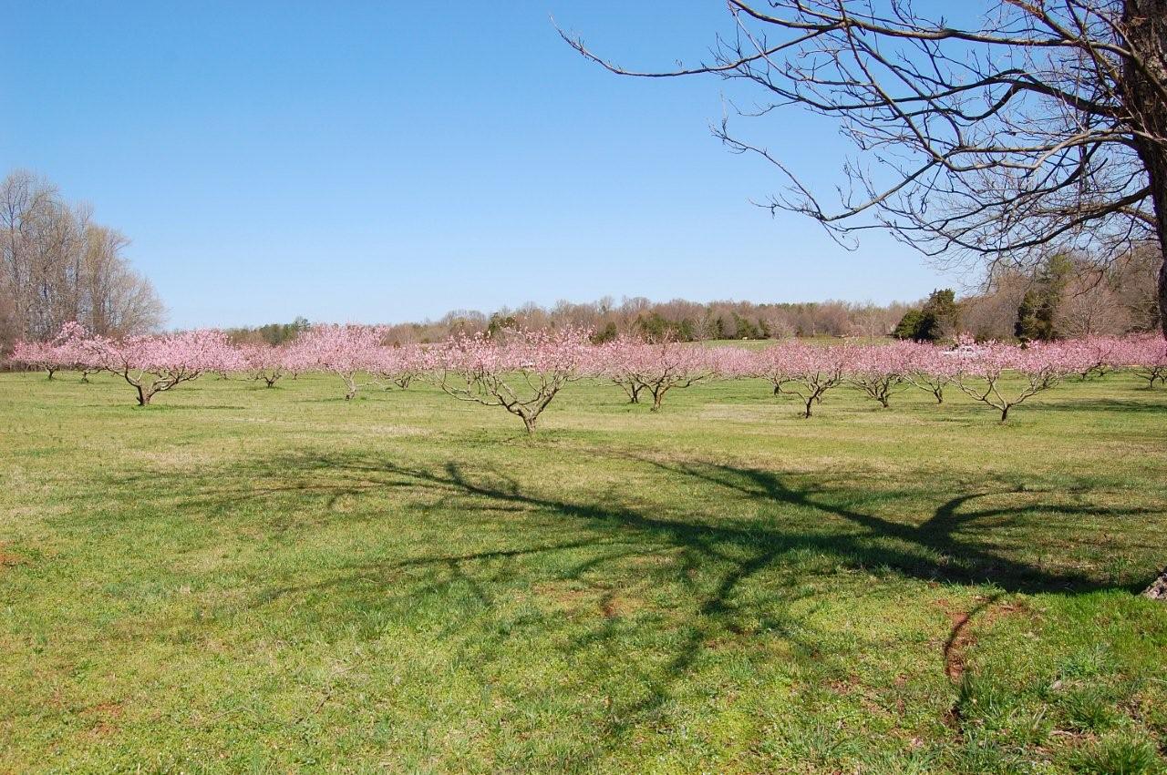 Fort Mill Homes for Sale