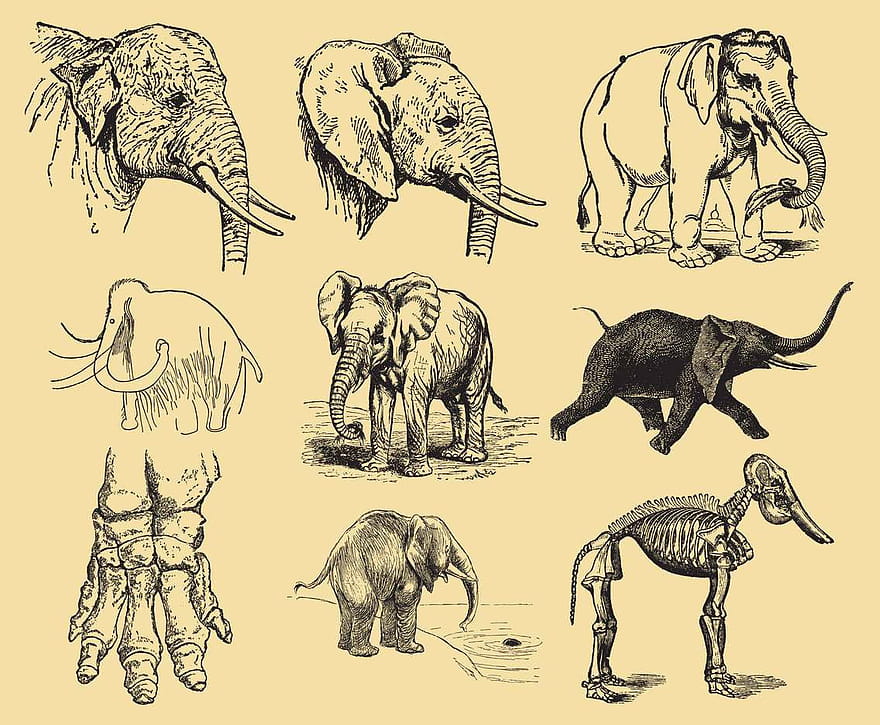 Elephant Drawings ai vector UIDownload