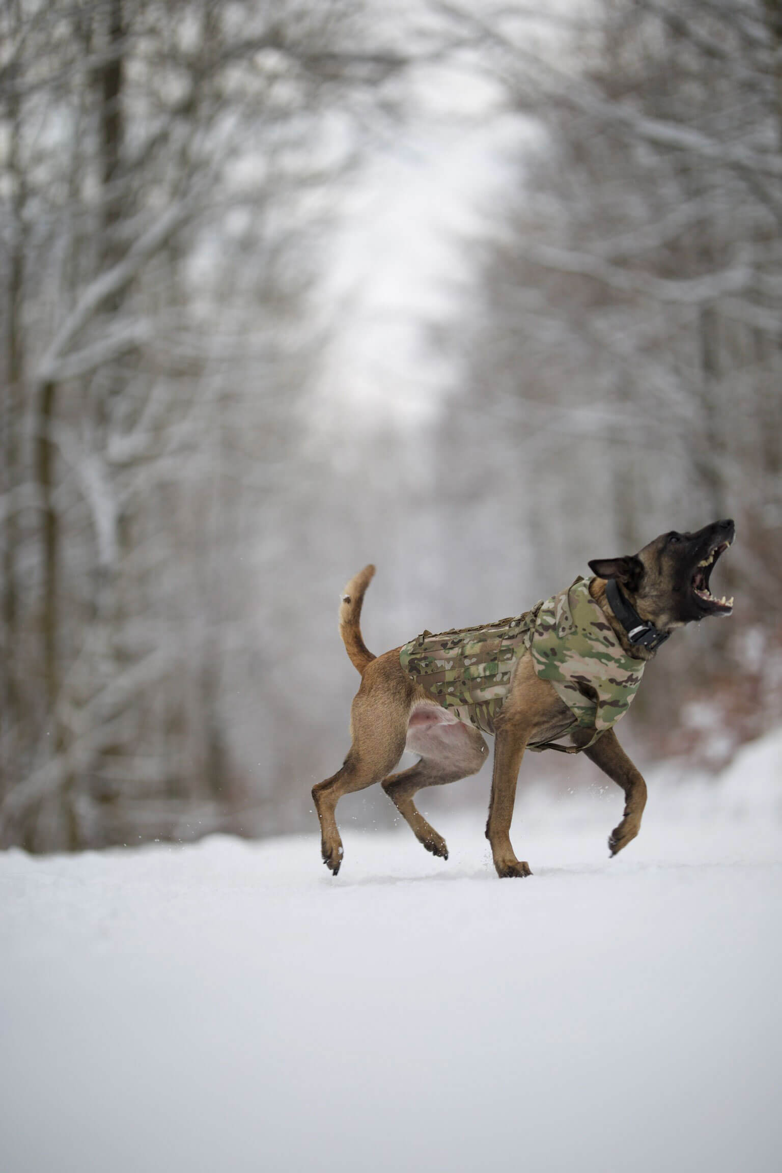 How Much Does A Bulletproof Vest For A Dog Cost