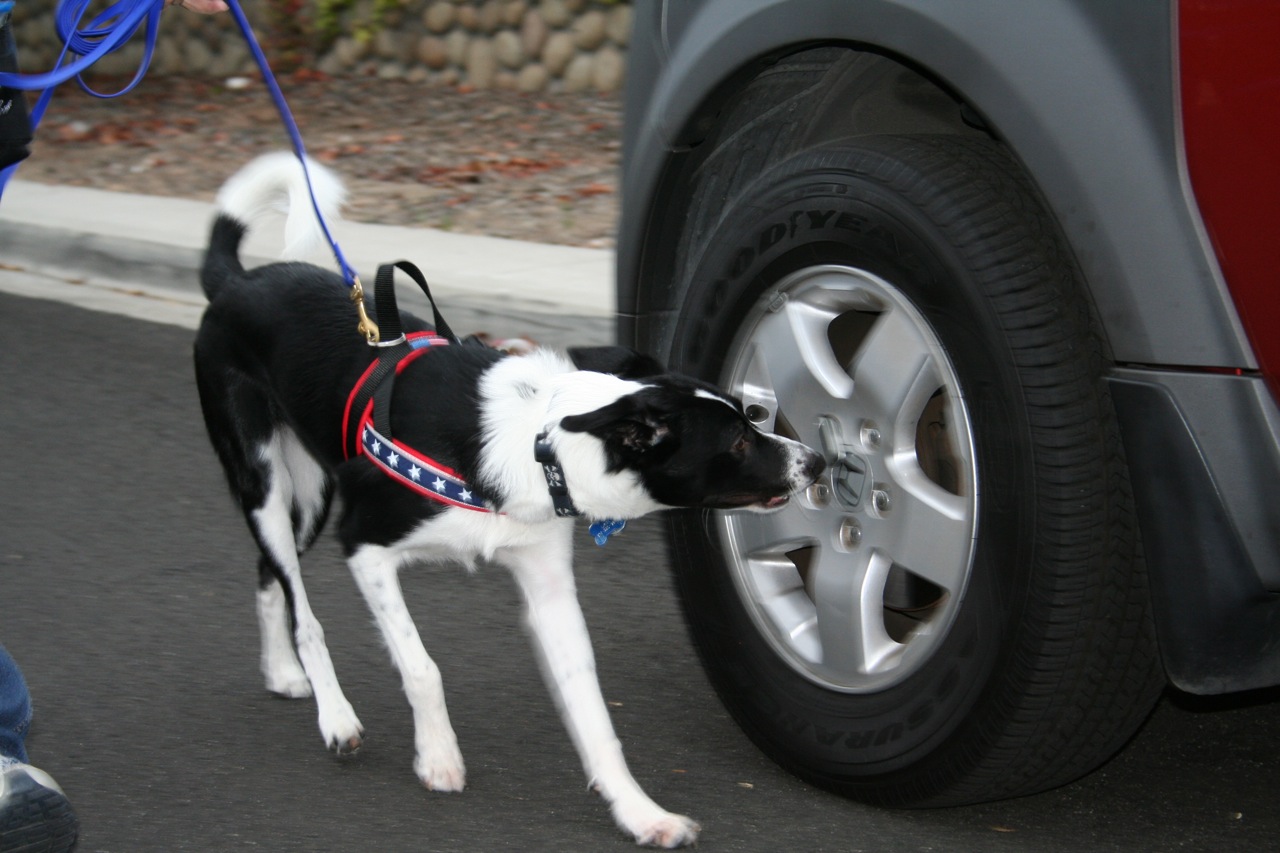 K9 Nose Work ÜberDog