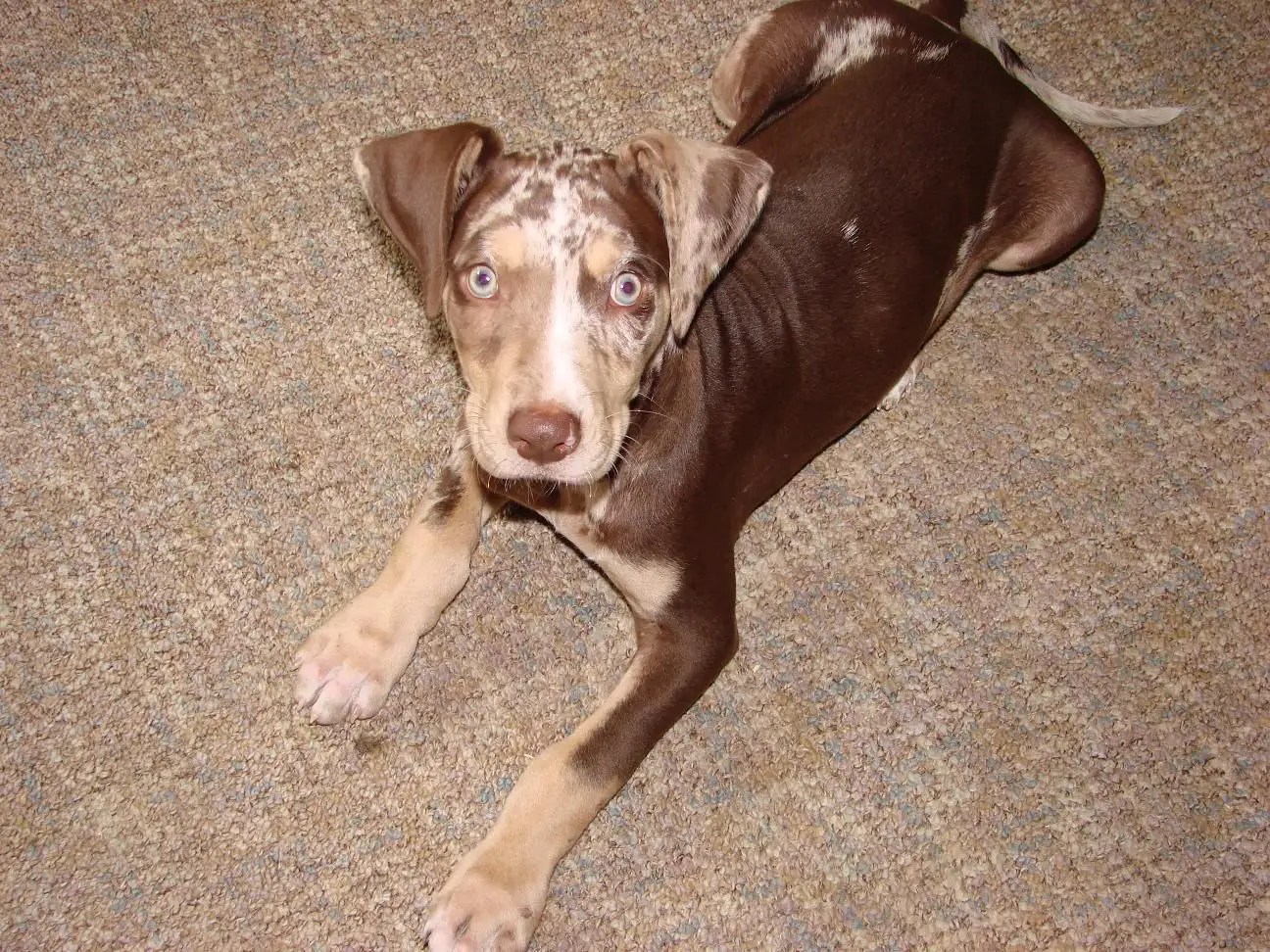 j cross catahoulas