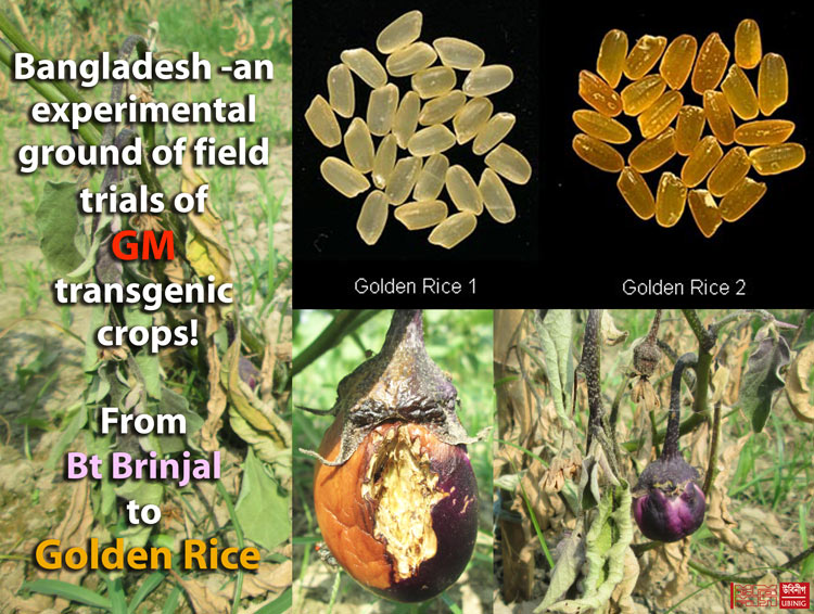 When Bt brinjal is a failure, why Golden rice?