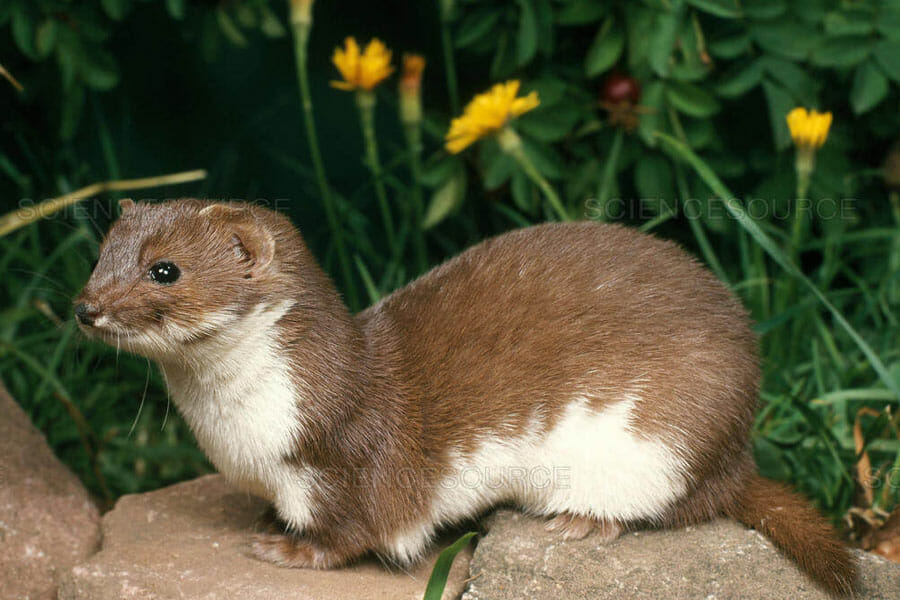 5 Cute and Unique Animals in Korea That You Need to Know! uBitto