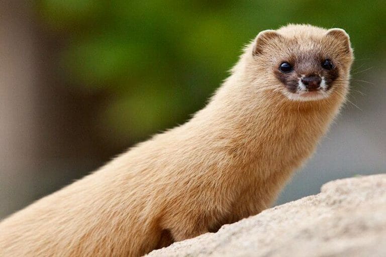 10 Cutest & Most Cuddly Exotic Pets Some Pets