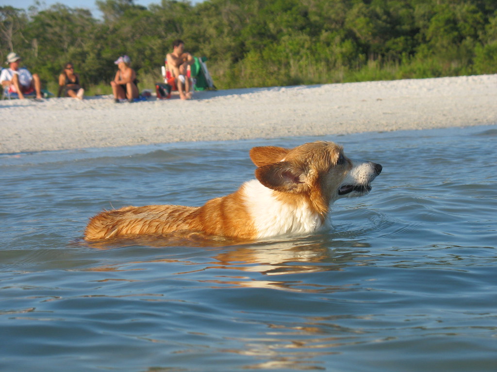 Where To Go With Pets In Naples Naples Florida Rentals