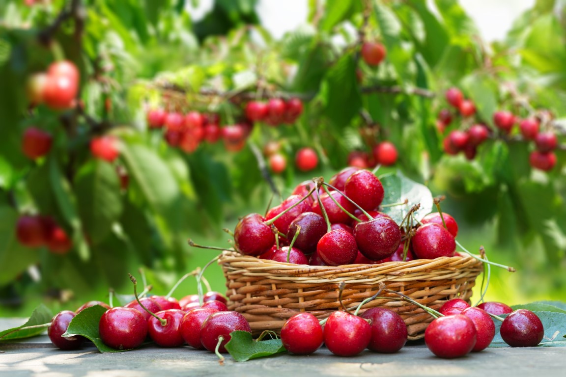 A Visitor’s Guide to Cherry Picking in Door County Moonsail Vacations