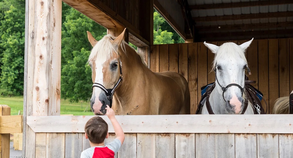 Harper Bros. Mountain in Wears Valley Skylift and Horse Back Riding Blue Mountain Cabins