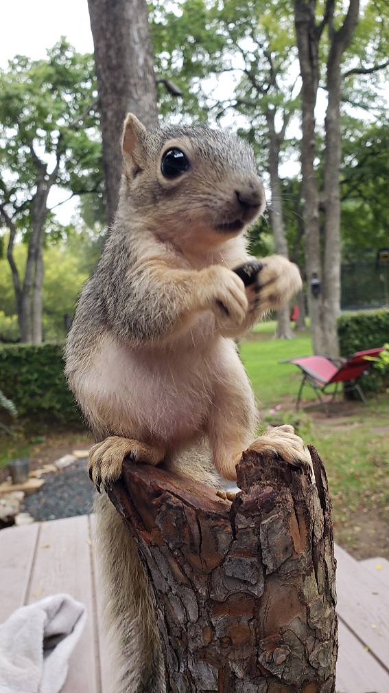 Peaches the Squirrel Firefly Haus