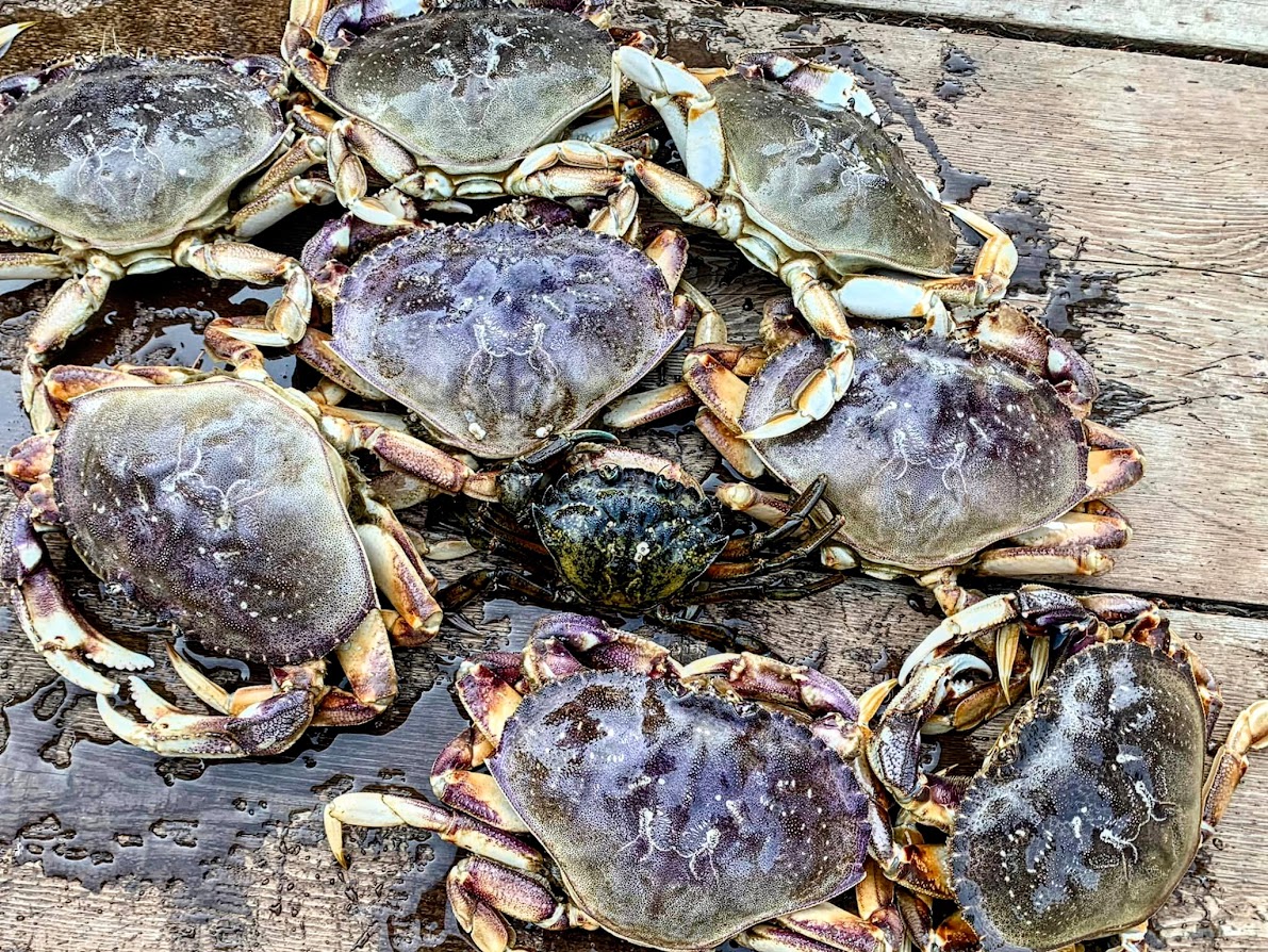 How to Catch Dungeness Crab on the Oregon Coast Siltcoos Station Retreats