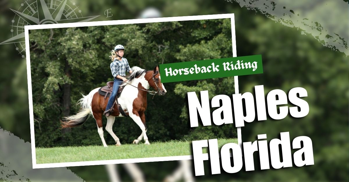 Discover the Magic of Horseback Riding in Naples, FL Naples Florida