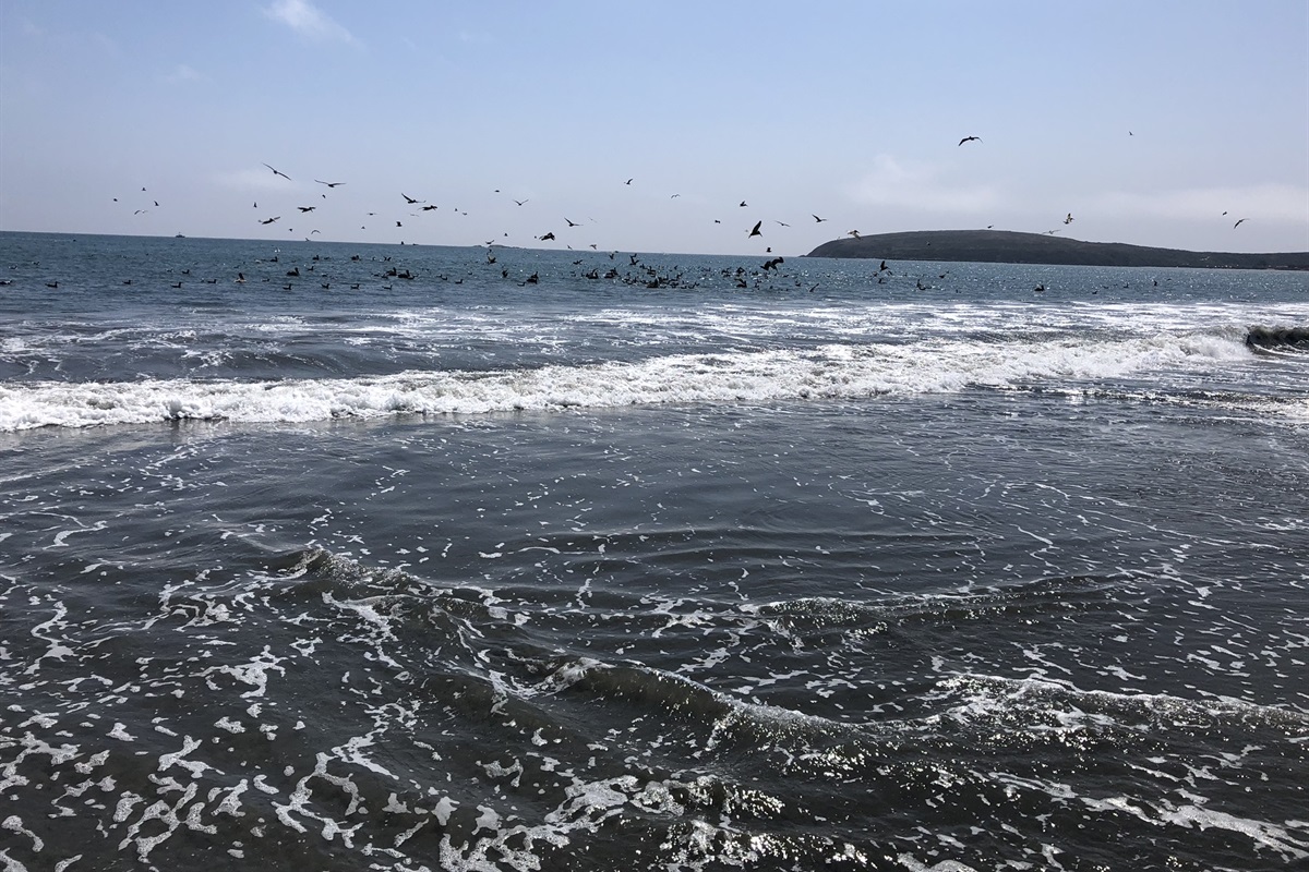 Bodega Bay Rentals, LLC Bodega Bay Rentals, LLC