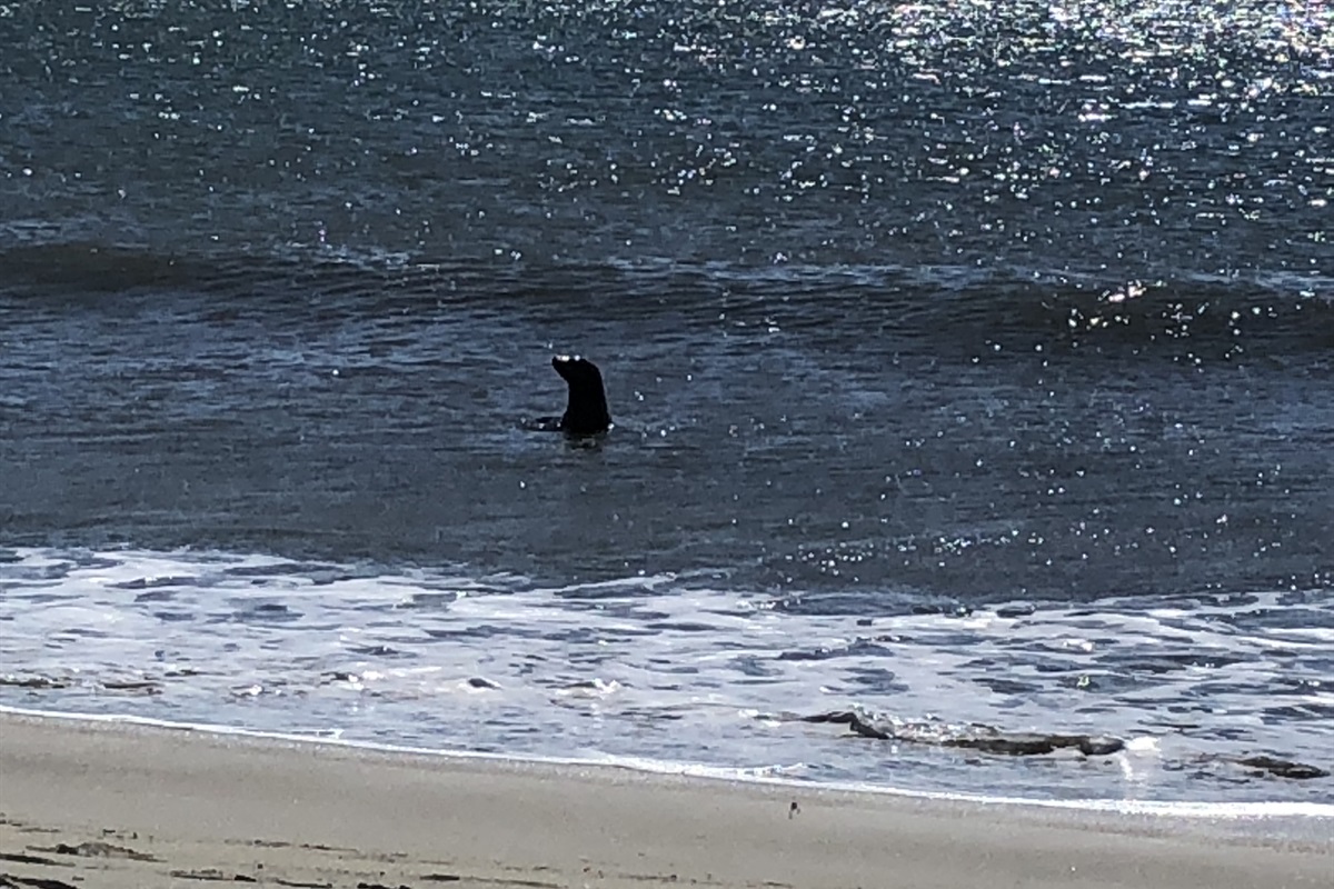 Bodega Bay Rentals, LLC Bodega Bay Rentals, LLC