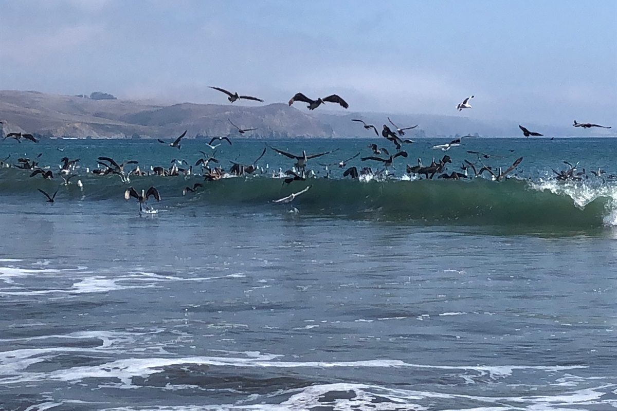 Bodega Bay Rentals, LLC Bodega Bay Rentals, LLC