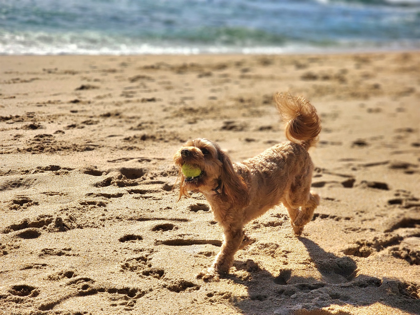 Best Off Leash Dog Beach on the Sunshine Coast Dicky Beach Original