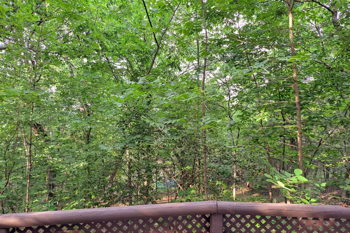 Timber Point 9 Timber Point