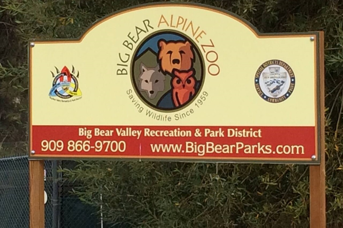 Bear Crossing Close to Big Bear Lake Reserve Big Bear