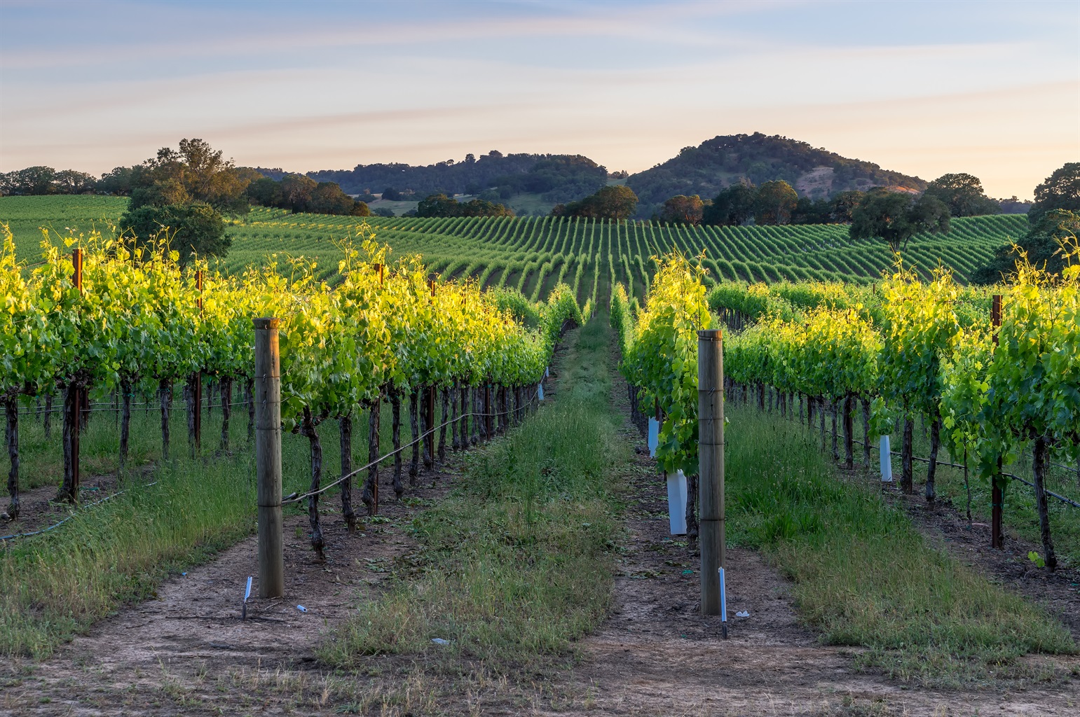 Wine Tasting in Livermore, California Explore the Best Wineries in the