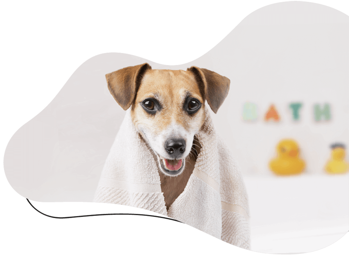 Dog boarding, Daycare and Grooming UC Barkley Pet Hotel