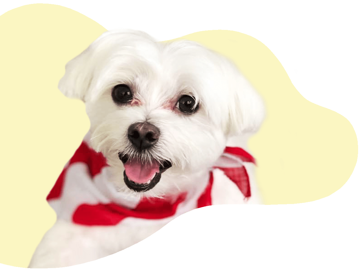 About Us UC Barkley Pet Hotel & Grooming