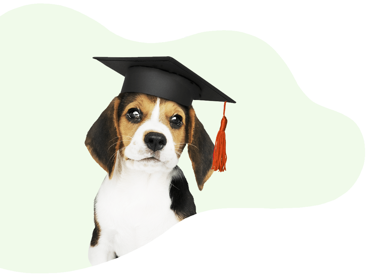 Dog boarding, Daycare and Grooming UC Barkley Pet Hotel