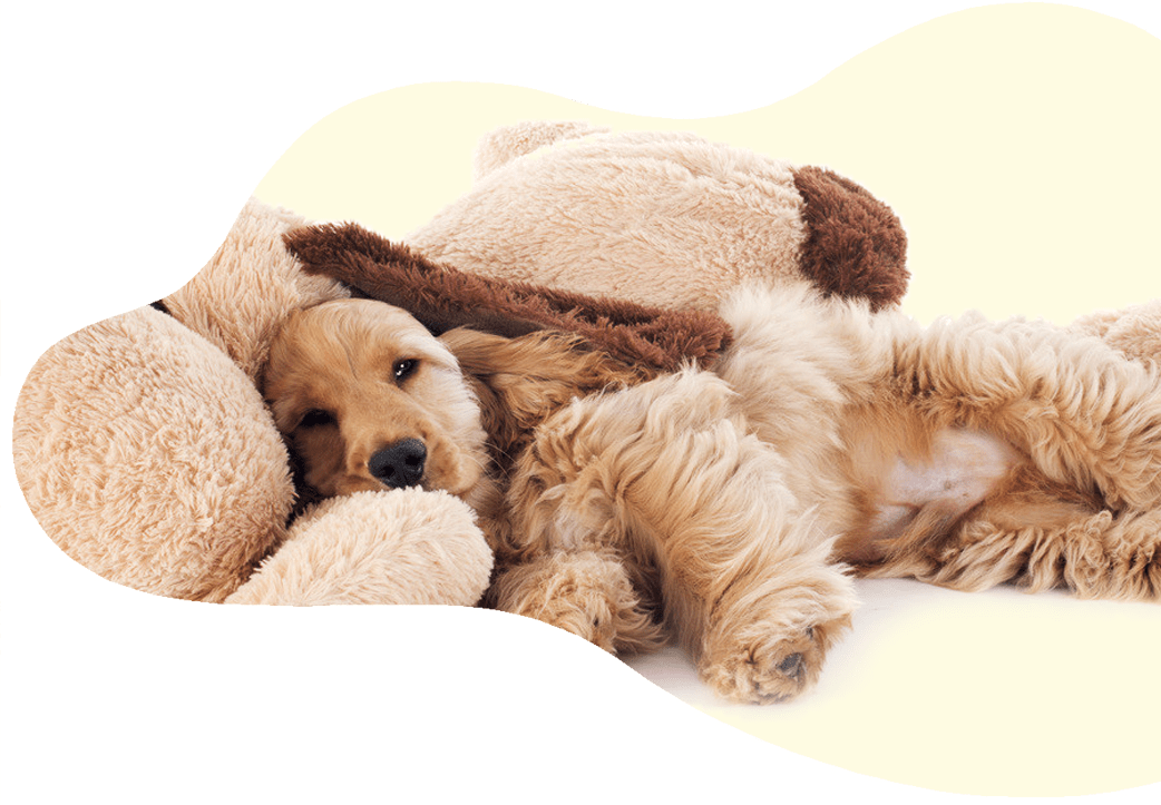 Boarding UC Barkley Pet Hotel & Grooming