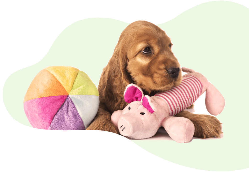 Daycare UC Barkley Pet Hotel & Grooming